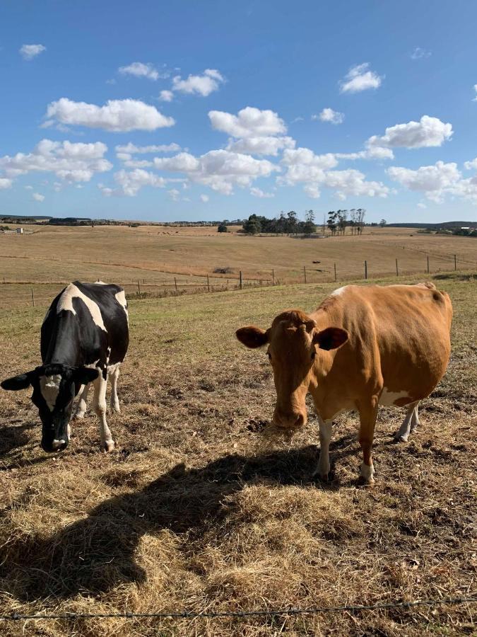 Pleasant Hill Bnb Mount Gambier Exteriör bild